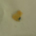 사진 有) 경기도 구리시 <b>모</b> 고기부페에서 이런일이...