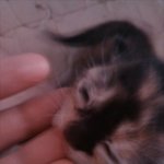 인천대공원에서 아기고양이를 구조(?)했어요(사진有)