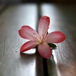 [사진有]dslr <b>벤치</b>위의 꽃