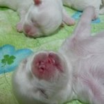 예뻐서 소문난 <b>아기들</b> 모음