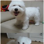 우리멍멍이 소개합니다 [비숑<b>프리</b>제 ]