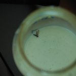 우리나라에서는 <b>분유</b>도 제대로 못 먹이겠네요1