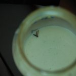 일동후기스산양<b>분유</b>에서벌레가나왓습니다