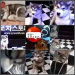 수유역 <b>포차</b>스토리 말라뮤트 희망이