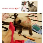 샴고양이 <b>루비</b>양