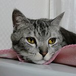 생명의 <b>은인</b> 우리집 고양이.