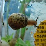 한쪽에 <b>눈</b> <b>두</b>개 달린 달팽이