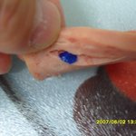 사조 대림선 런천<b>미트</b> 이물질 발견이후 실망스런 대응