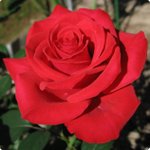 <b>라비앙로즈</b>