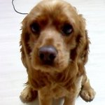 강아지 실종 3일째...희망을 네이트에 걸어봅니다.