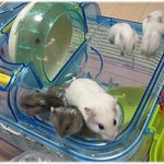 서울 - 펄 햄스터 <b>분양</b>받으실분 ^^