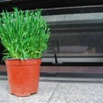 죽어가는 <b>식물</b> 살리는 아무도 모르는 나만의 비법 !!