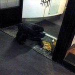 뉴질랜드 떡실신녀 [사진有]