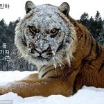 목숨걸고 찍은 야생 <b>맹수</b> 사진들