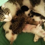 정줄 놓고 자는 아기냥이