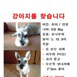 강아지 찾아여