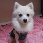 부천에서 <b>흰색</b> 스피츠보신분!저희집 강아지(대박이)좀 찾아주세요ㅠㅠ