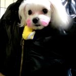 우리집 <b>담비</b>를 소개합니당^^^^^^^^^^^^^^★