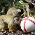 ★한일전★ 축구  타이완 반응!