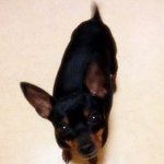 강아지를 찾아주세요ㅠㅠㅠㅠㅠㅠㅠㅠㅠㅠ