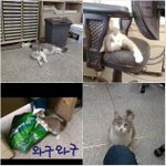 한 마리 고양이와의 인연이 절 이렇게 슬프게 할줄 몰랐습니다..