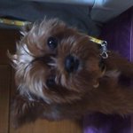 저희 강아지 눈이 <b>실명</b>되었어요..도와주세요..