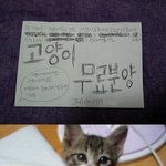 길에 버린 고양이를 주웠습니다.(사진有)