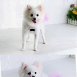 <b>송이</b>를 소개합니다...