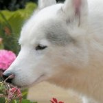 꽃향기를 맡는 <b>동물</b>들~!!!