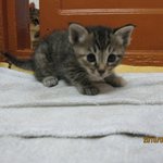 아기냥이 <b>분양</b> 합니다.(부산)