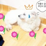 잘자... 그리고 잘가.. 그리고..보고싶다..내동생뽀<b>미야</b>..