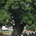 사진有하루하루 굴욕 당하는 <b>버들</b>같은 내친구