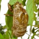 벌레녀의 눈물겨운 여름나기(사진,그림有)