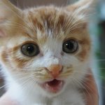 <b>완전</b> 새끼고양이를 주웠어요 ㅠㅠ
