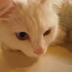 떡<b>순이</b>를 찾습니다~ ㅠㅠ(부산 대연동)