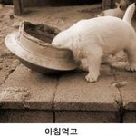 <b>기여</b>운 강아지의 하루일과~