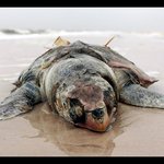 심각한 문제인데도 묻혀지네요. - 멕시코만 기름 유출