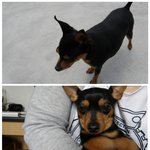 제 동생 초롱이를 잃어버렸어요. 제발 봐주세요....