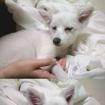 경기도 <b>안산</b>,주인 잃은 강아지를 보호하고있어요!