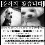 흰색말티즈 찾습니다..서울시구로구오류2동(<b>개봉동</b>&amp;구로구일대포함