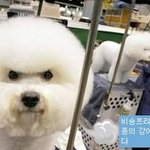 만화에 나올것 같은 강아지