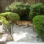 집 <b>천장</b>에 쥐가 살아요.