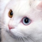 혹시 고양이 <b>입양</b>하실 분 있으신가요??