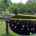 우담<b>바라</b>? 그런거 우리집도 있던데요^^