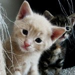 레알 귀여운 돋는 <b>동물</b>들