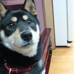 경북 <b>구미시</b> 봉곡동 까만 여아 찾아요 ㅠㅠ