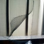 (사진有) <b>방충망</b>을 찢은 포켓몬들을 찾아서