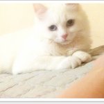 우리집 고양이 진심으로 사랑해주실분을 찾습니다. 제발 톡부탁드려요...