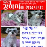 우리 아롱이를 찾아주세요ㅠㅠ