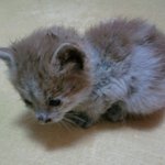 막<b>주운</b> 새끼고양이 분양합니다.
